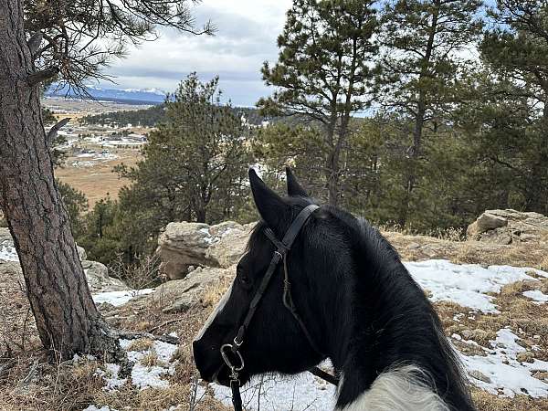 black-white-paint-horses-for-sale