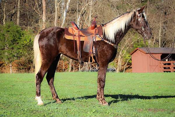 all-around-tennessee-walking-horse