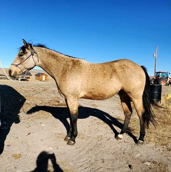 quarter-horse-gelding