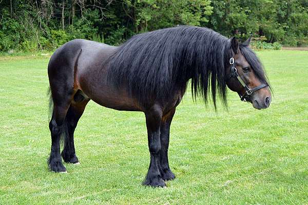 black-bay-with-mane-tail-horse