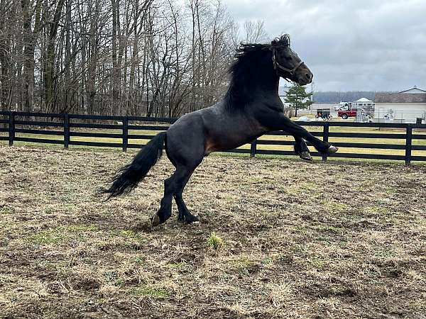 bay-black-with-mane-tail-horse