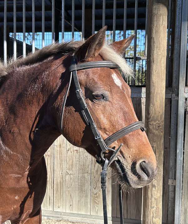 chestnut-primitive-stripes-pony