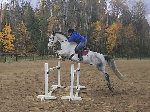 cross-lipizzan-warmblood-horse