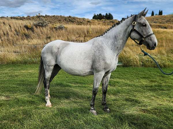 oldenburg-warmblood-foal