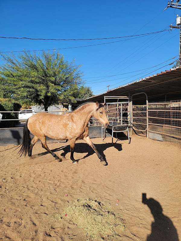 andalusian-mare