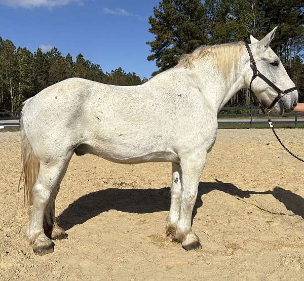 grey-percheron-gelding