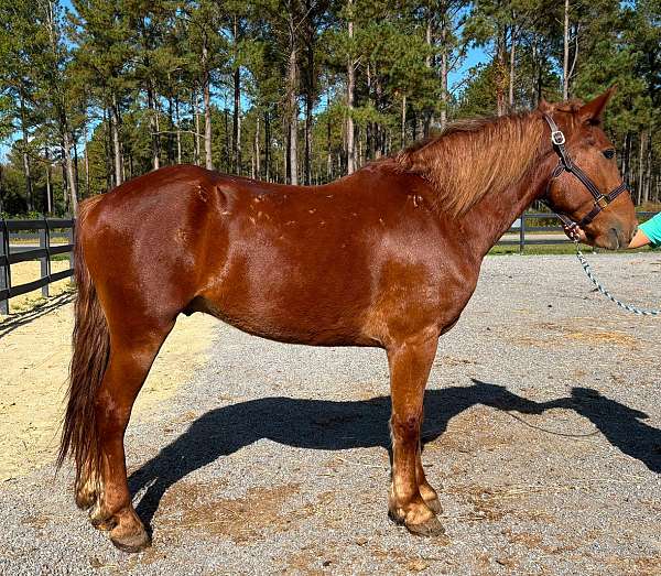 harness-belgian-morgan-horse