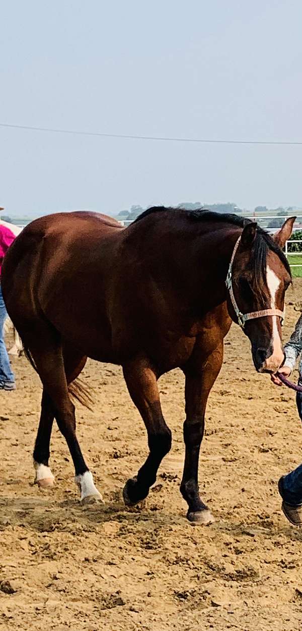 bay-showmanship-trail-horse