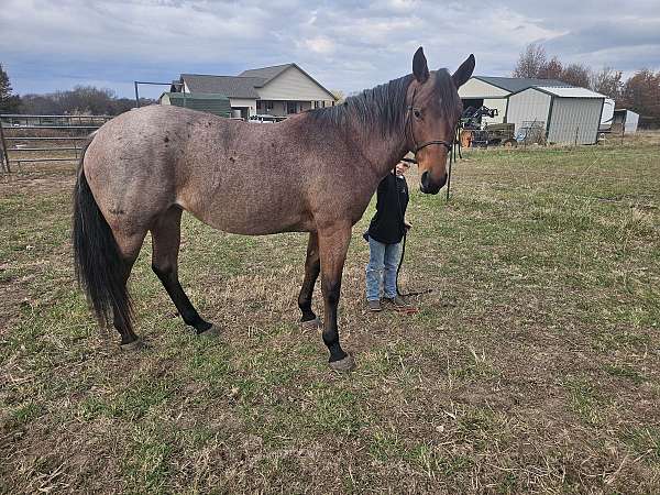 all-around-quarter-horse