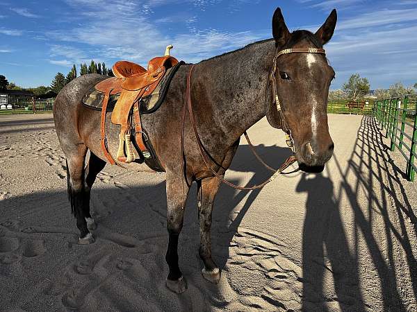 quarter-horse-gelding