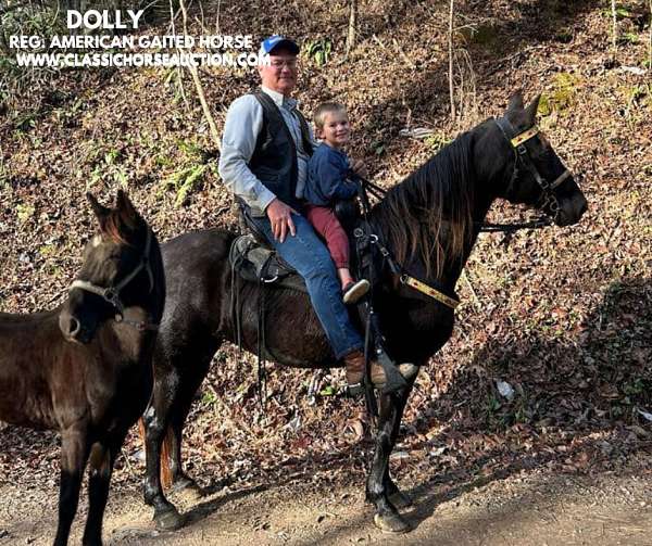 carting-tennessee-walking-horse