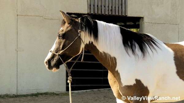 grulla-grullawhite-horse