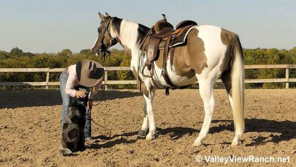 all-around-paint-horse