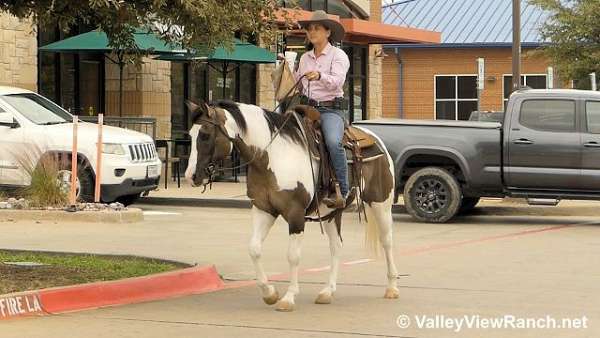 dressage-paint-horse