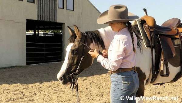 western-dressage-paint-horse