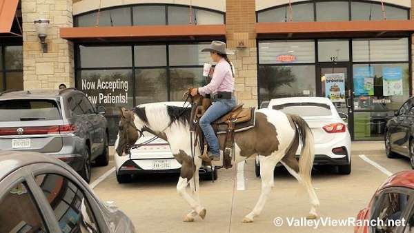 grulla-all-around-horse