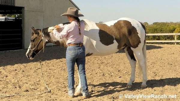 grulla-paint-gelding