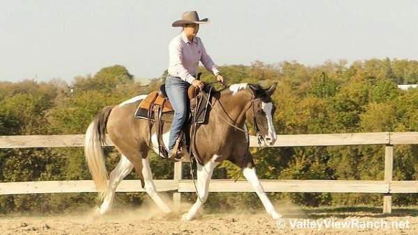 western-pleasure-paint-horse