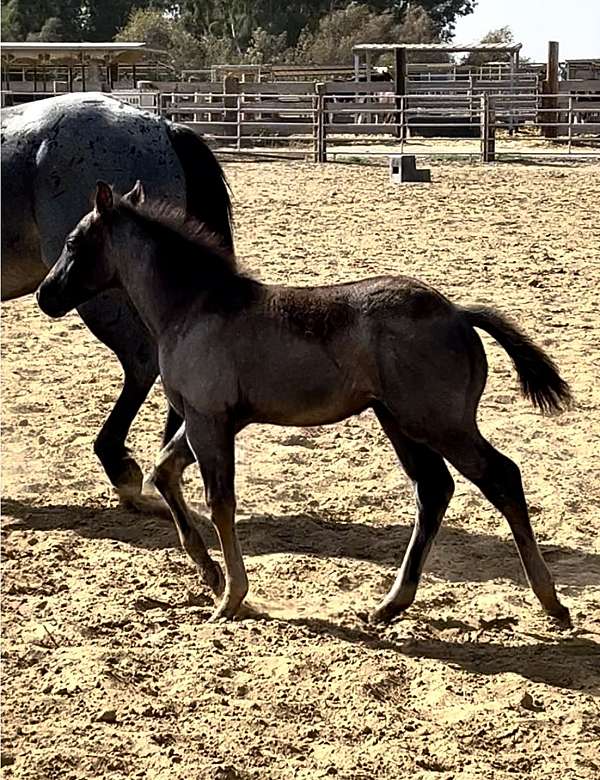 blue-roan-quarter-horse-colt