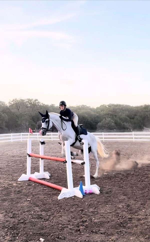 tall-trakehner-horse