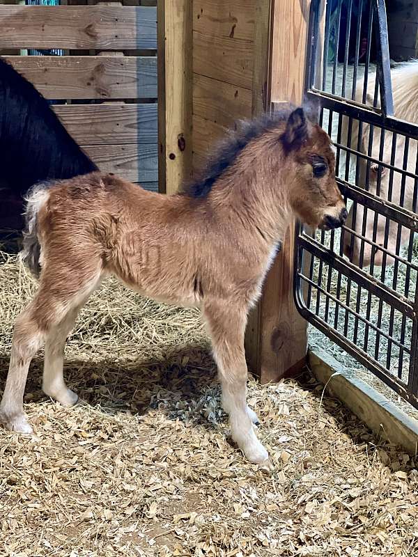 mini-pinto-miniature-horse