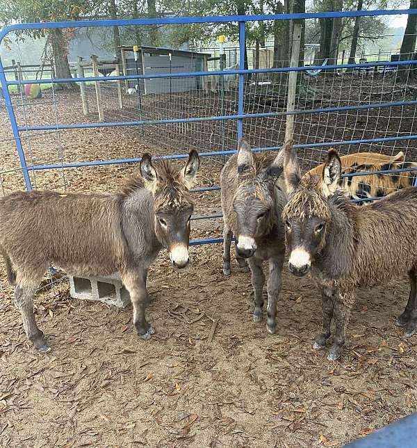 donkey-weanling