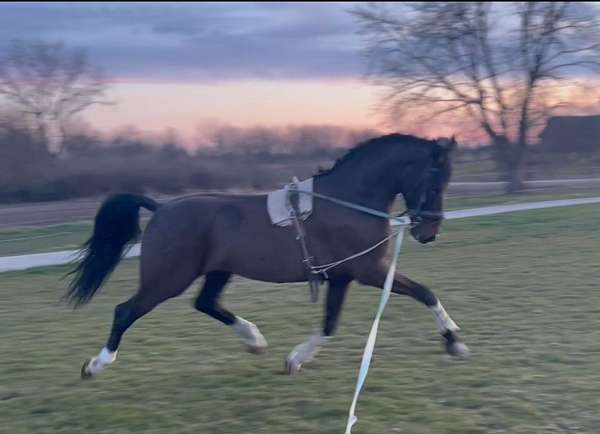 dutch-warmblood-gelding