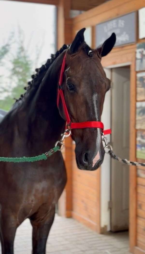 dutch-warmblood-horse-for-sale