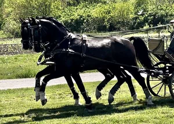 dutch-warmblood-horse