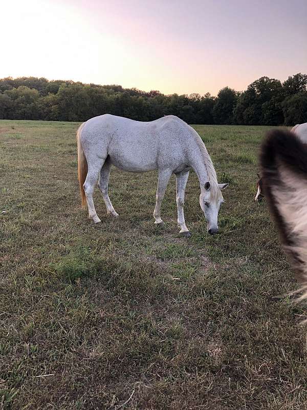 andalusian-mare