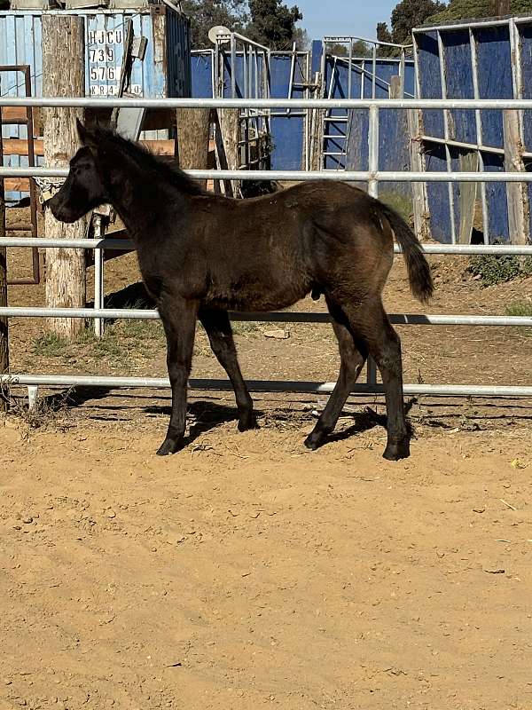 blue-roan-paint-colt