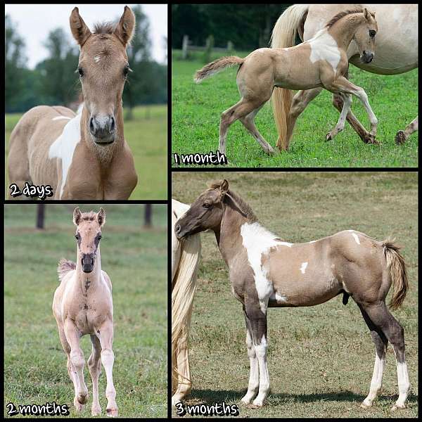 grulla-tobiano-paint-colt