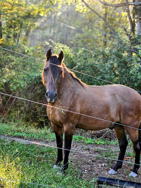 zebra-striped-legs-dorsal-backstripe-horse