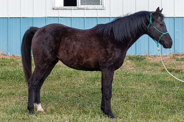 arabian-gelding