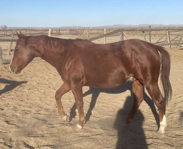 double-registered-colt-gelding