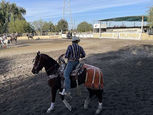 quarter-horse-gelding