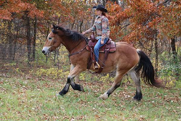 all-around-belgian-horse