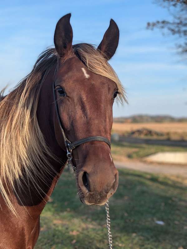 flaxen-mane-rocky-mountain-horse