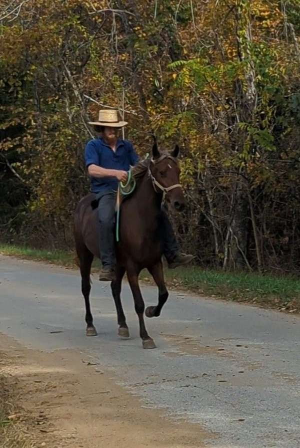 trail-riding-rocky-mountain-horse