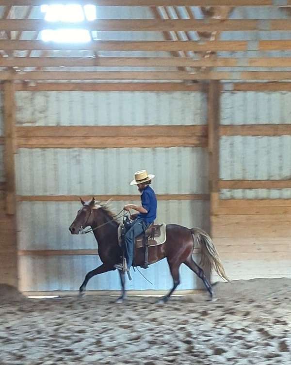 trail-riding-rocky-mountain-horse