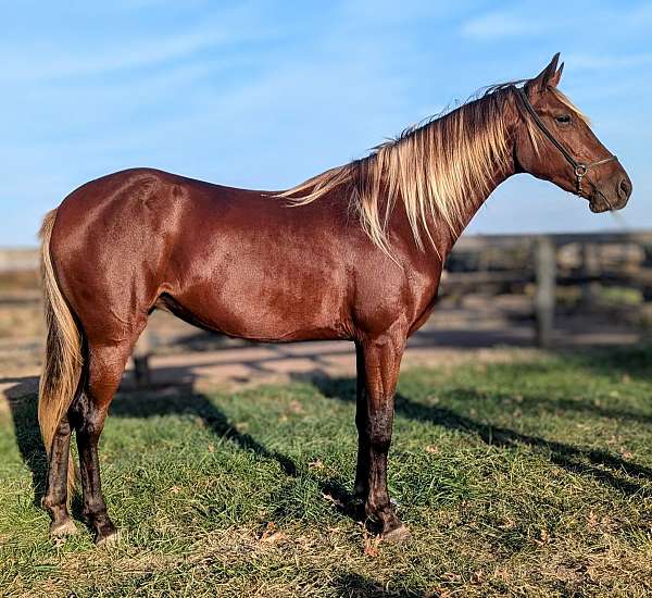 flashy-rocky-mountain-horse