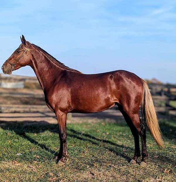 flaxen-mane-rocky-mountain-horse