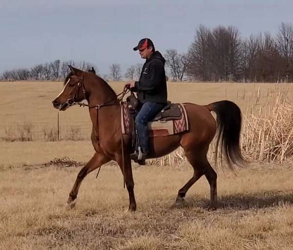 champion-finished-arabian-canadian-horse