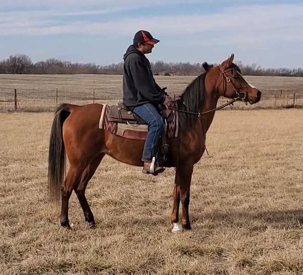 champion-finished-yearling