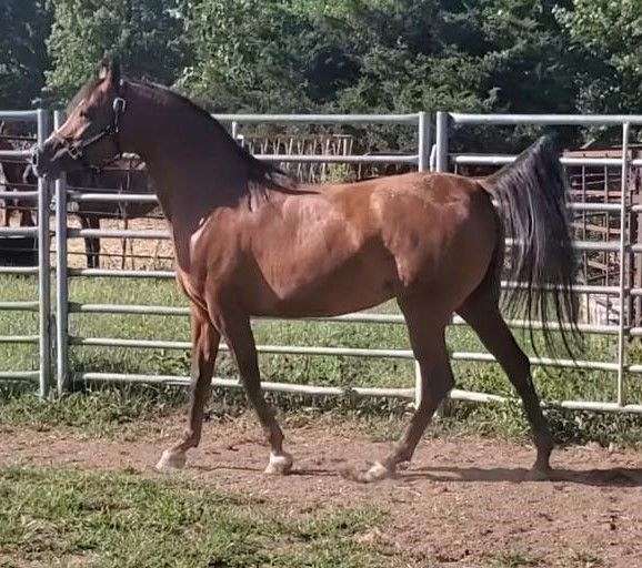 champion-finished-filly