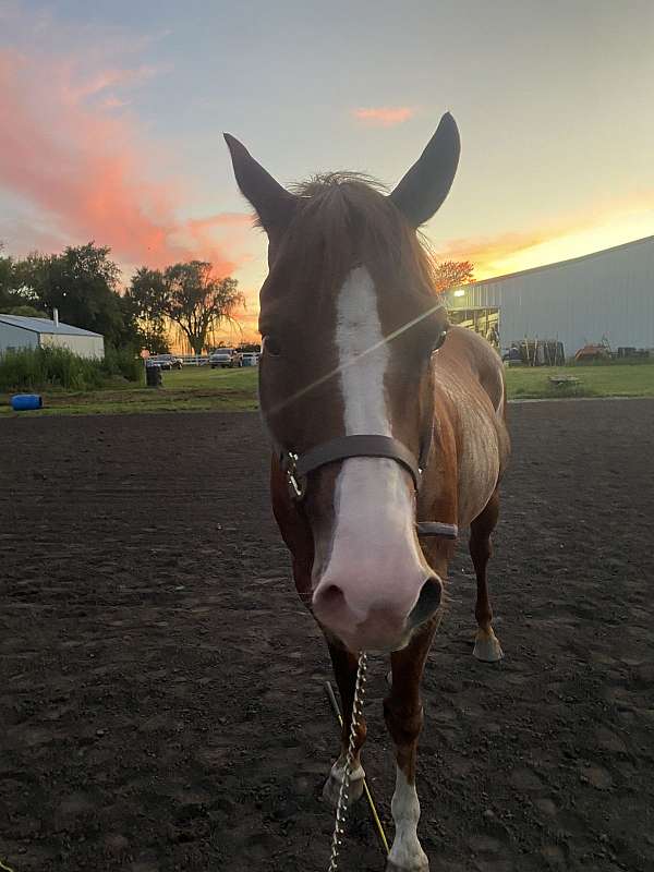 blaze-socks-on-three-legs-horse