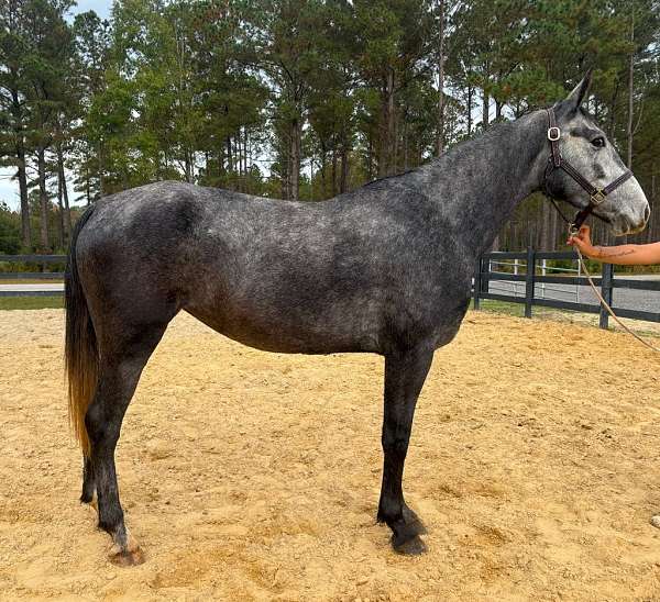 grey-dutch-warmblood-mare