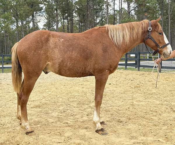 sorrel-haflinger-gelding