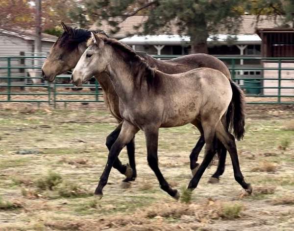 lusitano-colt