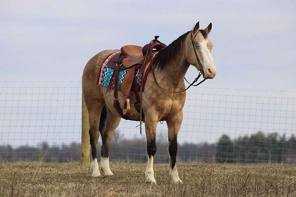 unique-markings-gelding